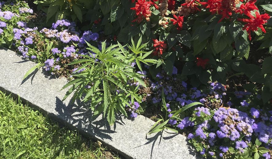 This photo released Friday, July 12, 2019, by the Vermont Capitol Police shows cannabis plants, left, growing on the grounds of the Statehouse in Montpelier, Vt. Police said they found a total of 34 plants during the week among the cultivated flowers that line the walkway in front of the building, but it hadn't been confirmed if the immature plants were marijuana or hemp. (Matthew Romei/Vermont Capitol Police via AP)