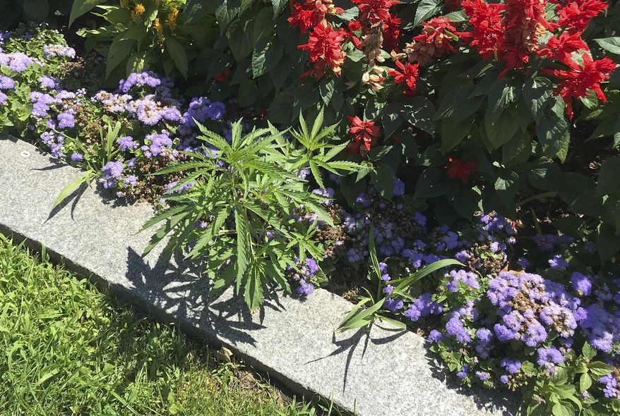 This photo released Friday, July 12, 2019, by the Vermont Capitol Police shows cannabis plants, left, growing on the grounds of the Statehouse in Montpelier, Vt. Police said they found a total of 34 plants during the week among the cultivated flowers that line the walkway in front of the building, but it hadn't been confirmed if the immature plants were marijuana or hemp. (Matthew Romei/Vermont Capitol Police via AP)