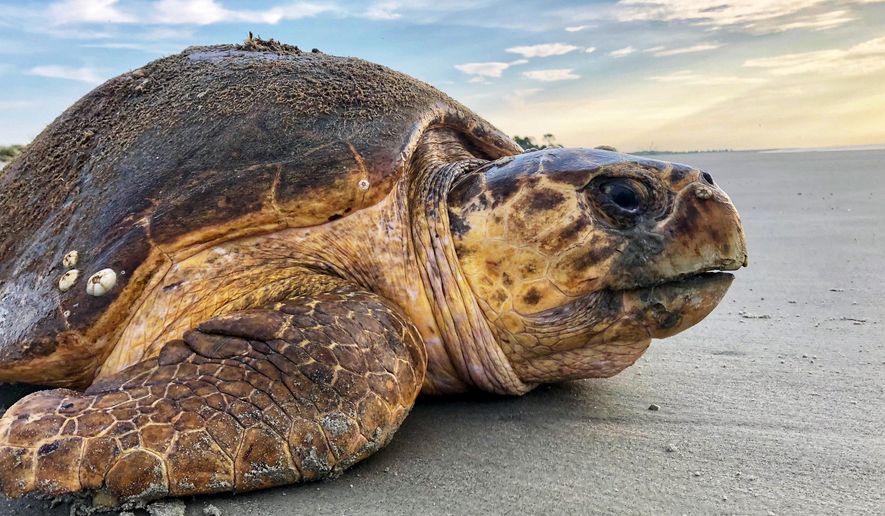 In this July 5, 2019, photo provided by the Georgia Department of Natural Resources, a loggerhead sea turtle returns to the ocean after nesting on Ossabaw Island, Ga. The giant, federally protected turtles are having an egg-laying boom on beaches in Georgia, South Carolina and North Carolina, where scientists have counted record numbers of nests this summer. (Georgia Department of Natural Resources via AP)