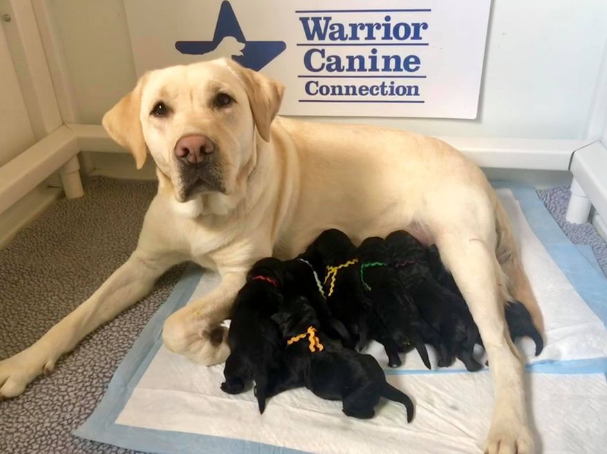 A new litter of Labrador retriever puppies - destined to be trained as highly specialized service dogs by the nonprofit Warrior Canine Connection - will soon have a special designation of their own. The six new arrivals are to be named after American heroes who served on D-Day in &quot;Operation Overlord.&quot;