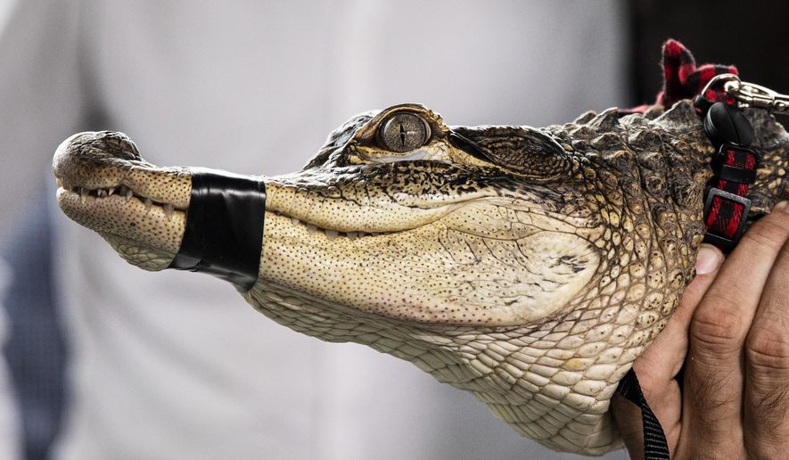 Florida alligator expert Frank Robb holds an alligator during a news conference, Tuesday, July 16, 2019, in Chicago. Robb captured the elusive alligator in a public lagoon at Humboldt Park early Tuesday. (Ashlee Rezin/Chicago Sun-Times via AP)