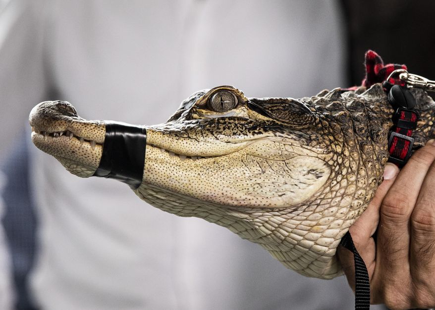 Florida alligator expert Frank Robb holds an alligator during a news conference, Tuesday, July 16, 2019, in Chicago. Robb captured the elusive alligator in a public lagoon at Humboldt Park early Tuesday. (Ashlee Rezin/Chicago Sun-Times via AP)