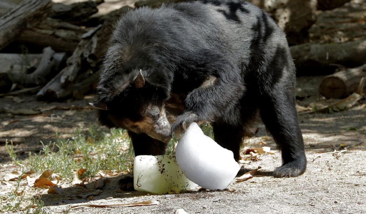 NextImg:Bear temporarily flees habitat at St. Louis Zoo
