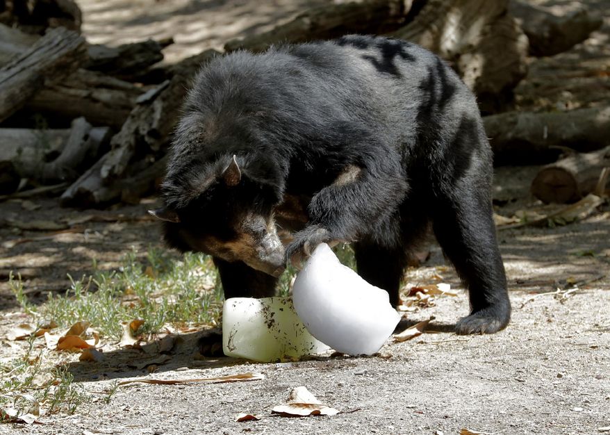 An Andean bear tries to get food out of a frozen treat left by zookeepers at the Phoenix Zoo, Tuesday, July 16, 2019, in Phoenix. An Andean bear at the St. Louis Zoo (neither pictured here) briefly escaped from its habitat Tuesday. (AP Photo/Matt York) ** FILE **