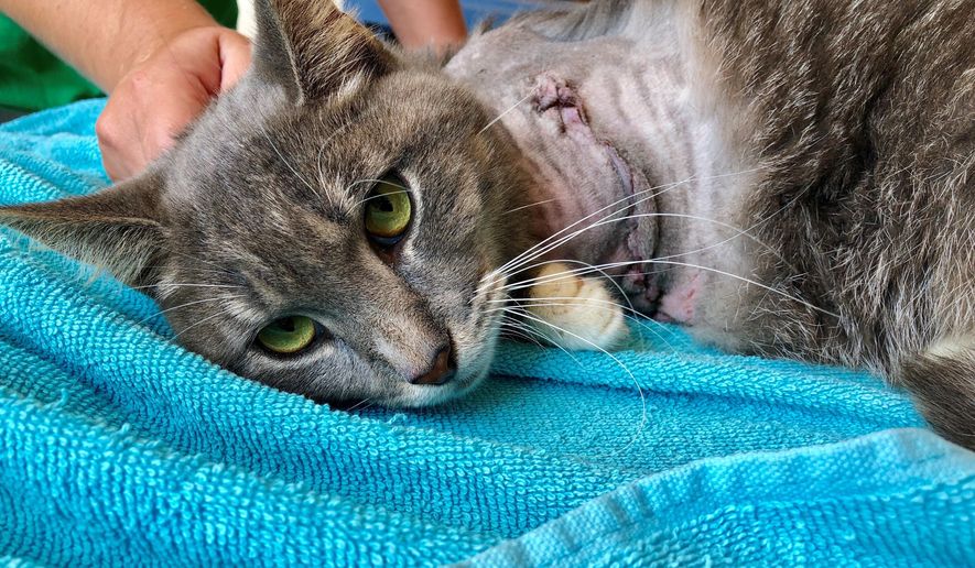 This photo provided by Humane Animal Rescue on July 16, 2019, shows a cat being treated at the Humane Animal Rescue in Pittsburgh. The animal rescue group says someone strapped firecrackers to the cat's front left paw with rubber bands and set them off, causing such severe injuries the animal's leg had to be amputated. The cat, who staffers have named Pickles, is on the mend and will be up for adoption soon. (Zac Seymour/Humane Animal Rescue via AP)