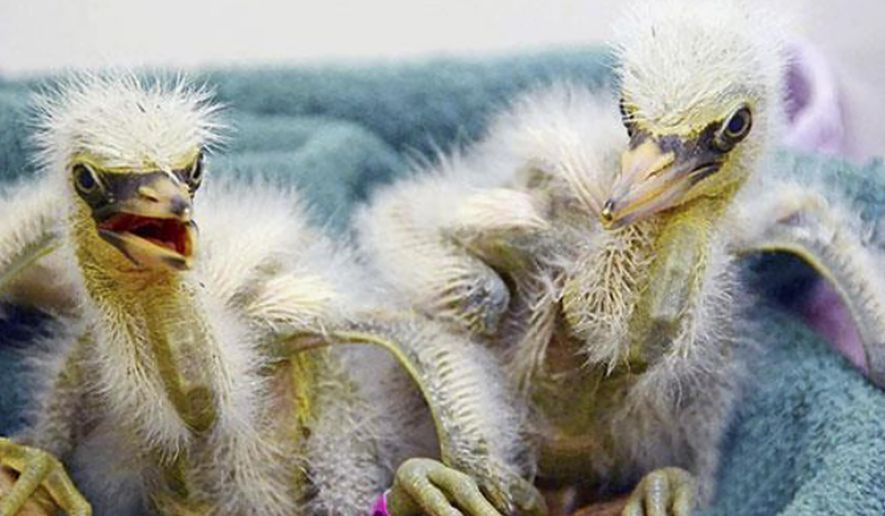 This July 12, 2019, photo released by International Bird Rescue shows baby snowy egrets being cared for in Fairfield, Calif. The animal rescue group is asking for help caring for baby snowy egrets and black-crowned night herons left homeless last week after a tree fell in downtown Oakland. (International Bird Rescue via AP)