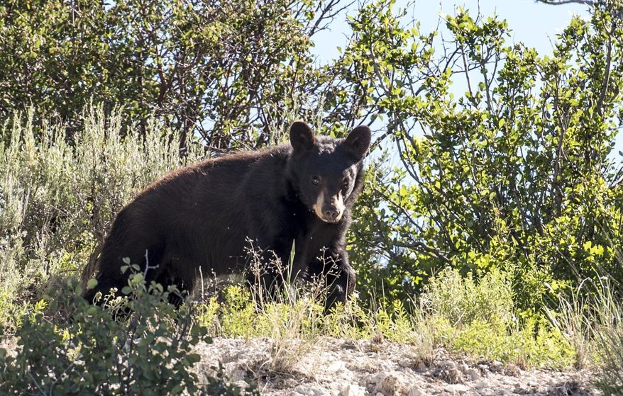 This undated photograph provided by the Utah Division of Wildlife Resources in July 2019 shows a bear. Wildlife officials say reports of bears coming down from the mountains and rummaging through backyard and campgrounds throughout Utah have more than doubled this in 2019. Faith Jolley with the Division of Wildlife Resources said Wednesday, July 17, 2019, her agency has already received more than 25 reports of black bears getting into trash cans and camp sites, mostly in central Utah. In 2018 the DWR recorded 27 total bear encounters. None have resulted in serious injury. (Utah Division of Wildlife Resources, via AP)