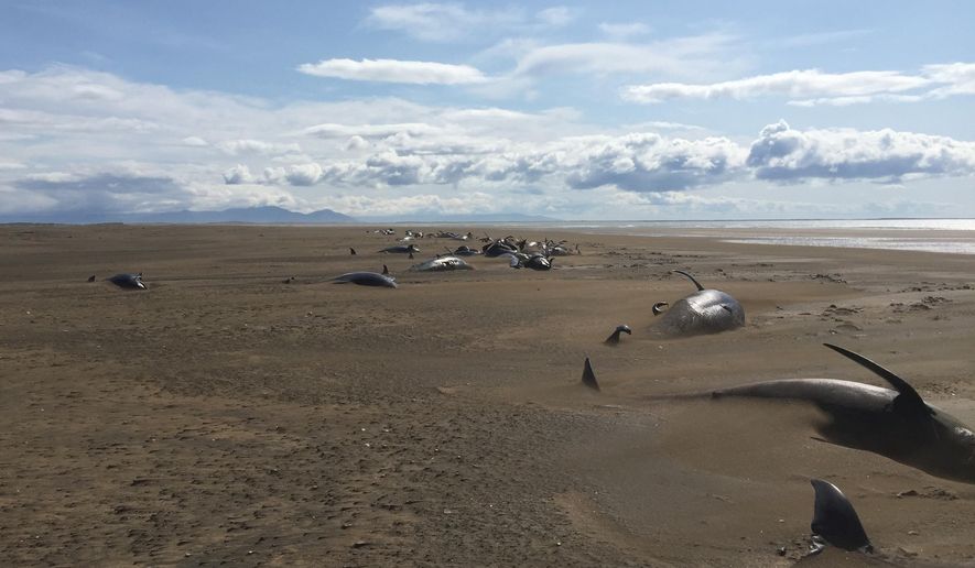 Some dozens of long-finned pilot whales lay dead on a remote beach in Iceland as they were discovered by tourists sightseeing in the Snaefellsnes Peninsula in western Iceland aboard a helicopter, Thursday July 18, 2019.  The whales were concentrated in one spot on the beach, many partially covered by sand. (David Schwarzhans via AP)