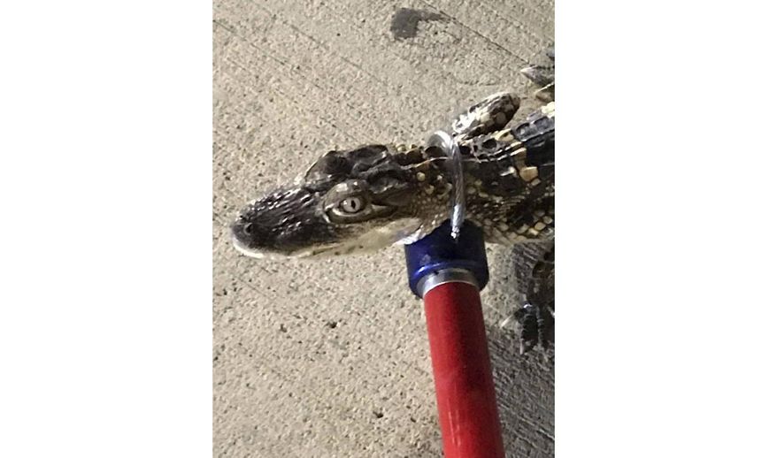 This photo provided by Shaler Township Police shows a baby alligator has been found in the parking lot of a grocery store near Pittsburgh. Shaler Township, Pa., Police Lt. Dave Banko says an employee found the 2-foot-long creature Friday, July 19, 2019 near a garbage can at the Giant Eagle grocery store. The police department posted on its Facebook page that reptile's owner should send them a message. Paul McIntyre, of Big Daddy Wildlife Removal, says the animal was healthy, docile and seems like a pet. (Shaler Township Police via AP)
