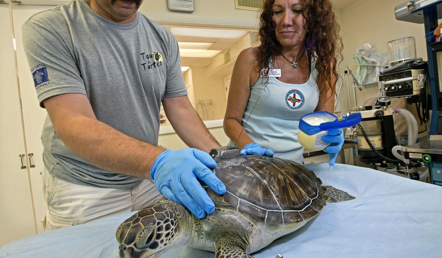 In this photo provided by the Florida Keys News Bureau, Bette Zirkelbach, right, applies Vaseline to "St. Thomas," a rehabilitated juvenile green sea turtle, Friday, July 19, 2019, at the Florida Keys-based Turtle Hospital in Marathon, Fla. At left is Dan Evans of the Sea Turtle Conservancy. The reptile was subsequently released in the Atlantic Ocean off the Keys. Fitted with a satellite tracking transmitter, the turtle is part of the "Tour de Turtles," a program that features online tracking of 16 sea turtles that have been or will be released off Florida and in the Caribbean. (Andy Newman/Florida Keys News Bureau via AP)