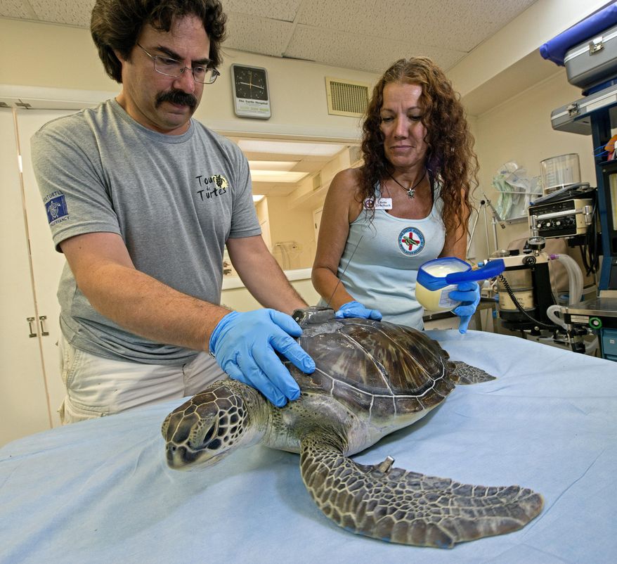 In this photo provided by the Florida Keys News Bureau, Bette Zirkelbach, right, applies Vaseline to "St. Thomas," a rehabilitated juvenile green sea turtle, Friday, July 19, 2019, at the Florida Keys-based Turtle Hospital in Marathon, Fla. At left is Dan Evans of the Sea Turtle Conservancy. The reptile was subsequently released in the Atlantic Ocean off the Keys. Fitted with a satellite tracking transmitter, the turtle is part of the "Tour de Turtles," a program that features online tracking of 16 sea turtles that have been or will be released off Florida and in the Caribbean. (Andy Newman/Florida Keys News Bureau via AP)