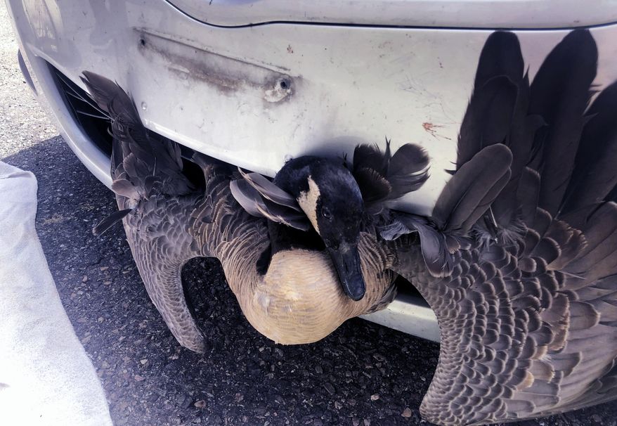 In this Saturday, July 20, 2019, photograph provided by Tanisha Tyler, a goose is stuck in the grille of a pizza delivery driver's car in Burlington, Vt. The delivery man slammed on his brakes when he saw the goose waddling across the road, and heard a thud when he struck the bird. When he returned to the pizza shop he was surprised to see the goose, alive, sticking out the front of his car. The goose expected to make a full recovery, according to authorities. (Tanisha Tyler via AP)