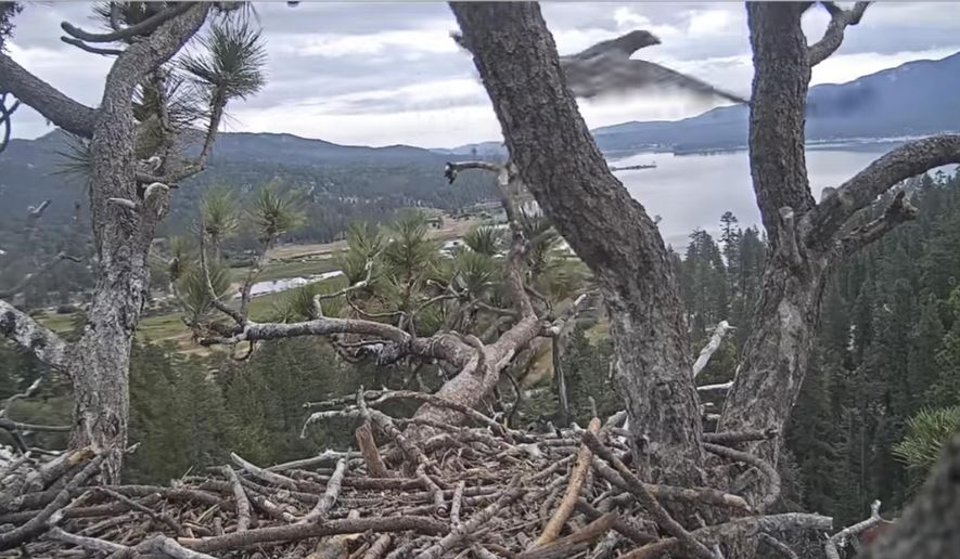 In this remote camera image by Friends of Big Bear Valley and Big Bear Eagle Nest Cam, released by the U.S. Forest Service, a young bald eagle, upper right, that the public watched hatch online on a Southern California mountain, fledges its nest Tuesday, July 23, 2019, in the San Bernardino National Forest. San Bernardino National Forest spokesman Zach Behrens says the juvenile male let out a call at 6:19 a.m. Tuesday and flew off screen. Bald eagles typically fledge between 10 and 12 weeks of age but this one waited until he was 14 weeks old. (Friends of Big Bear Valley and Big Bear Eagle Nest Cam/U.S. Forest Service via AP)