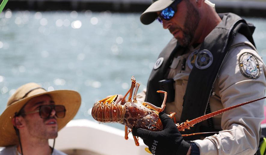 Coleman Cameron, left, 23, looks on as Florida Fish and Wildlife Conservation Commission officer Guillermo Cartaya, right, checks the size of the 31 lobsters Cameron and fellow divers had on their boat during the first day of the spiny lobster mini-season, Wednesday, July 24, 2019, off the shores of Miami Beach, Fla. The lobster's carapace must be larger than 3 inches, located from between the horns to where the head meets the tail. If not, the lobster must be released. (AP Photo/Wilfredo Lee)