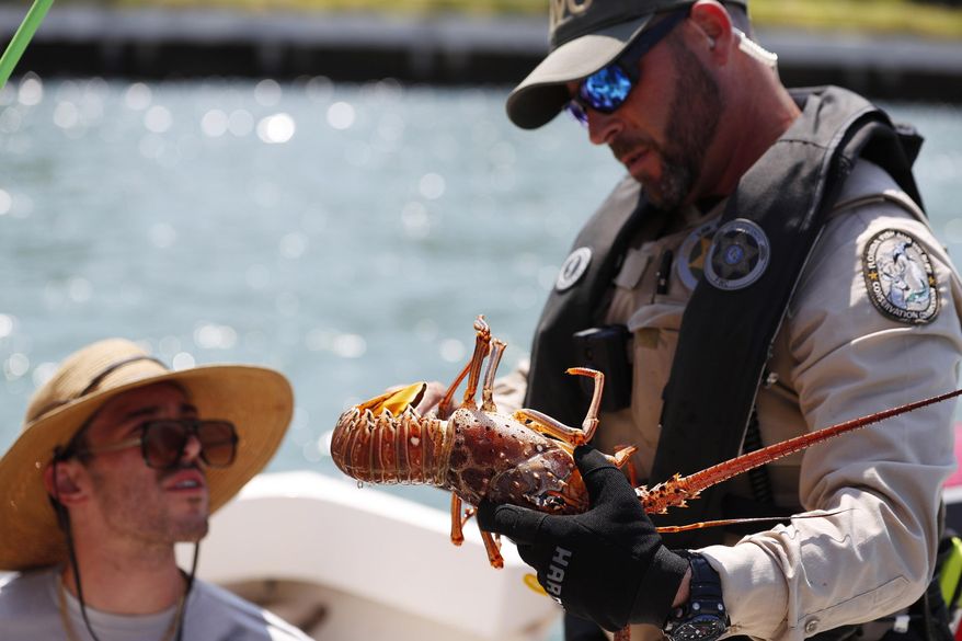 Coleman Cameron, left, 23, looks on as Florida Fish and Wildlife Conservation Commission officer Guillermo Cartaya, right, checks the size of the 31 lobsters Cameron and fellow divers had on their boat during the first day of the spiny lobster mini-season, Wednesday, July 24, 2019, off the shores of Miami Beach, Fla. The lobster's carapace must be larger than 3 inches, located from between the horns to where the head meets the tail. If not, the lobster must be released. (AP Photo/Wilfredo Lee)
