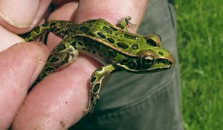 In this July 23, 2019 photo, Jim Andrews, a University of Vermont herpetology lecturer, holds a young northern leopard frog in Salisbury, Vt. A wet spring has resulted in a 100-fold increase in the population of the particular frog in a region of Vermont. (AP Photo/Lisa Rathke)