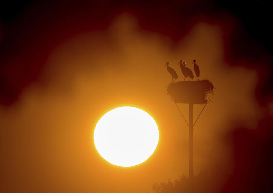 Storks stand in their nest as the sun rises in Lebus, eastern Germany,Friday, July 26, 2019.  (Patrick Pleul/dpa via AP)