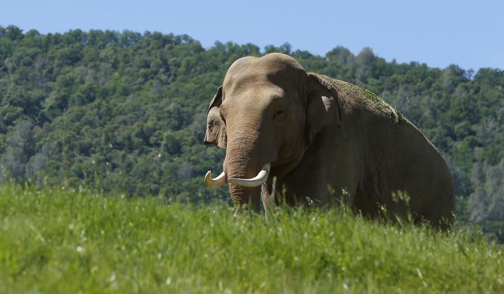 In this Friday April 26, 2019 photo Prince, an Asian elephant, roams through the Performing Animals Welfare Society&#x27;s ARK 2000 Sanctuary near San Andreas, Calif. The more than 2,000 acre sanctuary was built more than a decade ago to provide a more natural environment to animals that have spent years displayed at zoo&#x27;s or forced to perform at circuses.(AP Photo/Rich Pedroncelli)