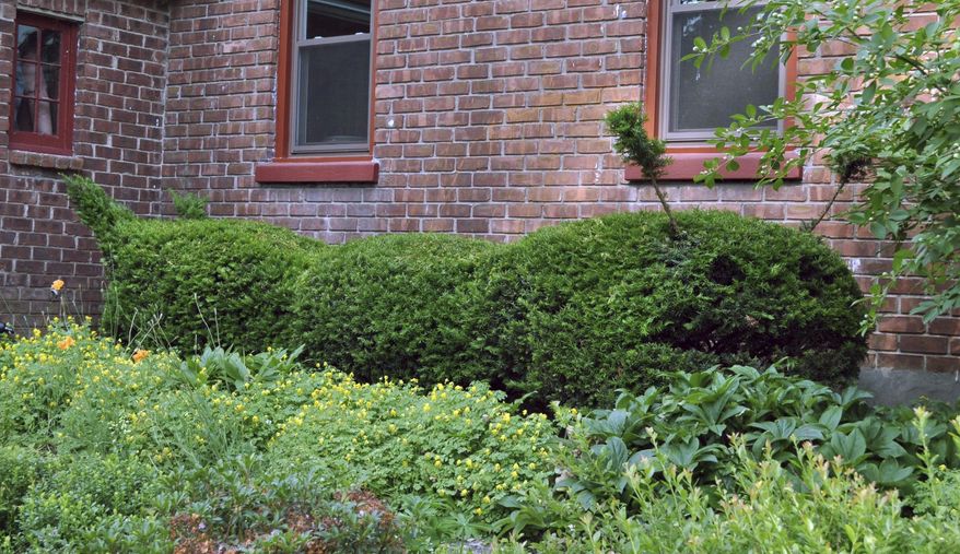 This undated photo shows a row of yews along a house foundation in New Paltz, N.Y. With dense, small leaves and readiness to resprout from pruning cuts, yews are easily pruned as a topiary — in this case as a giant caterpillar. (Lee Reich via AP)