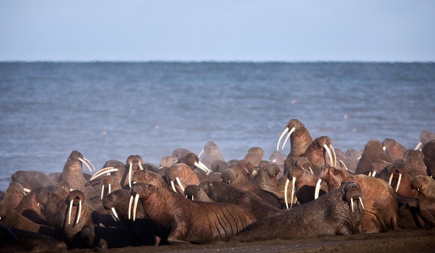FILE - In this Sept., 2013, file photo provided by the United States Geological Survey (USGS), walruses gather to rest on the shores of the Chukchi Sea near the coastal village of Point Lay, Alaska. The U.S. Fish and Wildlife Service says several thousand Pacific walruses were spotted Tuesday, July 30, 2019, near Point Lay in their earliest appearance since sea ice has substantially receded.(Ryan Kingsbery/USGS via AP,File)