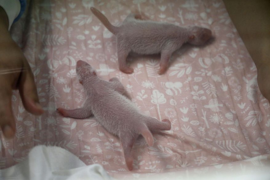 In this photo made available on Friday, Aug. 9, 2019 by Pairi Daiza zoo, two baby giant pandas born on Thursday, Aug. 8, 2019, crawl in their cot at the zoo in Brugelette, Belgium. Pairi Daiza announced the birth of twin baby Giant pandas, a species considered vulnerable by nature preservation groups, to mother Hao Hao, a panda loaned to the park by China in 2014. (Pairi Daiza Zoo via AP)
