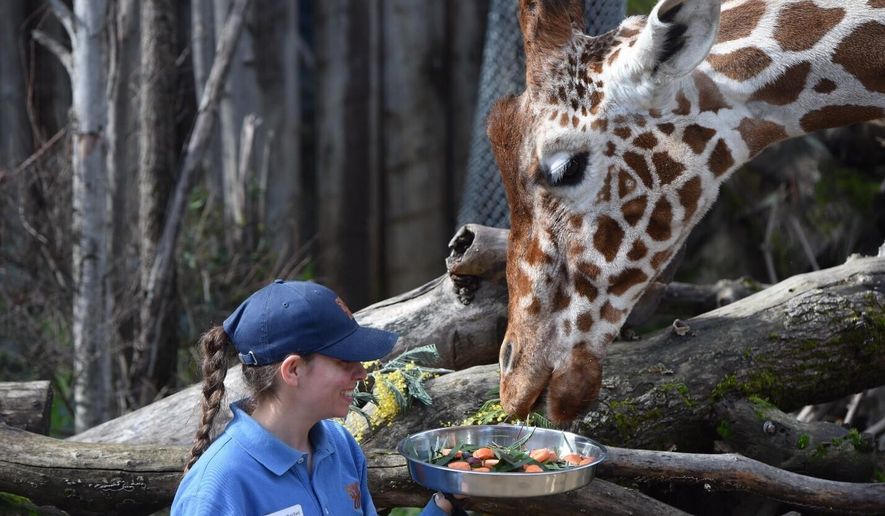 This May 25, 2015, photo provided by the Sacramento Zoo, shows Val, a giraffe at the zoo in Sacramento, Calif. The Sacramento Zoo is temporarily closed following the death of Val, one of its four giraffes, who passed away at the zoo Saturday, Aug. 10, 2019. Val turned 24 on Valentine's Day and was starting to show signs of aging. The zoo was closed so the animal care team can focus on transporting the giraffe to the UC Davis School of Veterinary Medicine, where a necropsy will be performed to determine the cause of death. (Laurel Vincent/Sacramento Zoo via AP)