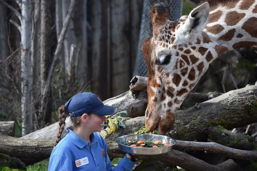 This May 25, 2015, photo provided by the Sacramento Zoo, shows Val, a giraffe at the zoo in Sacramento, Calif. The Sacramento Zoo is temporarily closed following the death of Val, one of its four giraffes, who passed away at the zoo Saturday, Aug. 10, 2019. Val turned 24 on Valentine's Day and was starting to show signs of aging. The zoo was closed so the animal care team can focus on transporting the giraffe to the UC Davis School of Veterinary Medicine, where a necropsy will be performed to determine the cause of death. (Laurel Vincent/Sacramento Zoo via AP)