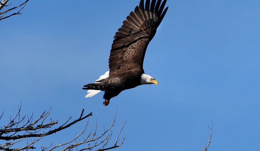 In this March 31, 2015, file photo, a bald eagle takes flight in Newcastle, Maine. Bald eagles are in the midst of record population growth in the northern New England states and could find themselves removed from all state endangered lists. (AP Photo/Robert F. Bukaty)