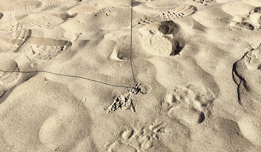 In this photo provided by the the Utah Division of Wildlife Resources bear tracks are seen close to a campground along the Colorado River near Moab, Utah, Friday, Aug. 9, 2019. Wildlife officials say they are still looking for the bear that attacked a 13-year-old boy at a campground in eastern Utah. The state's Division of Wildlife Resources said the teenager was sleeping at a campground along the Colorado River Friday morning when a bear approached him and bit his ear and cheek. The boy, whose name hasn't been released, has been treated and released from the hospital for minor injuries. Officials said they are still working to track down the bear. (Aaron Bott/The Utah Division of Wildlife Resources via AP)
