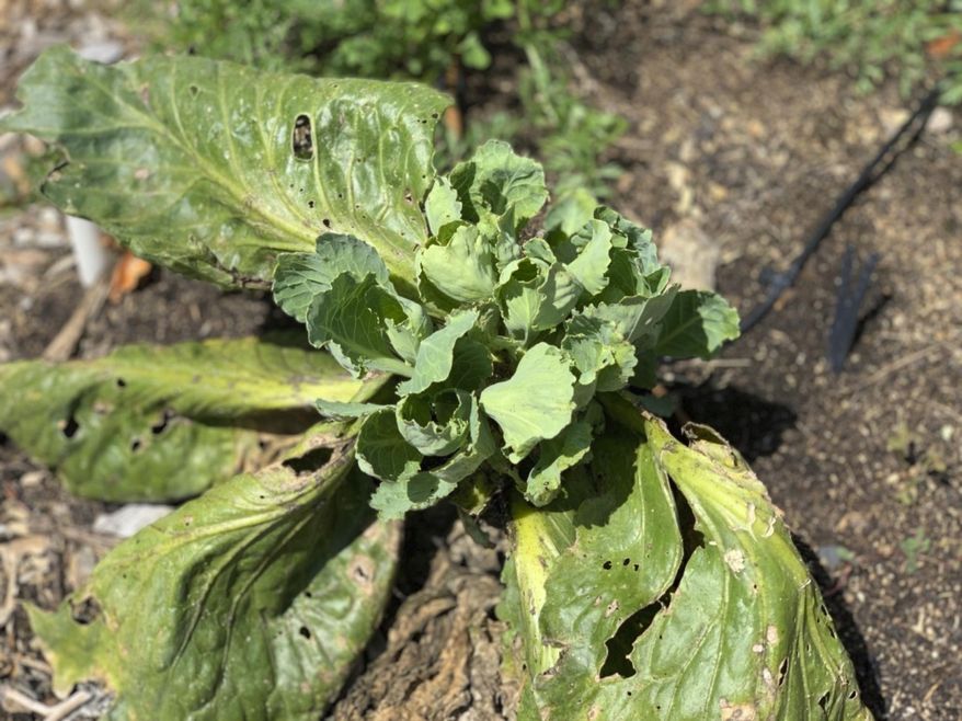This undated photo shows a multi-headed cabbage plant in New Paltz, N.Y. Buds remaining on this cabbage plant from which a head has been harvested are growing to form smaller, multiple heads of cabbage for autumn harvest. (Lee Reich via AP)