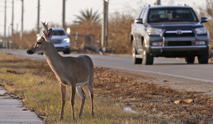 FILE - In this Wednesday, Sept. 13, 2017, file photo, a Florida Key deer stands on the side of Overseas Highway in the aftermath of Hurricane Irma in Big Pine Key, Fla. The endangered deer's protection with the Endangered Species Act is intended to be stripped by the US Fish and Wildlife Service. A letter from the agency shows that the Service made a determination that there is no more threat to the deer, which is beloved by locals. (AP Photo/Alan Diaz, File)