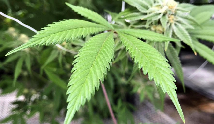 This April 6, 2018, file photo shows the leaves of a marijuana plant inside Ultra Health's cultivation greenhouse in Bernalillo, N.M. A bipartisan group appointed by New Mexico Gov. Michelle Lujan Grisham to study legalizing recreational marijuana in the state is holding its first public meeting Wednesday, Aug. 14, 2019. (AP Photo/Susan Montoya Bryan, File)