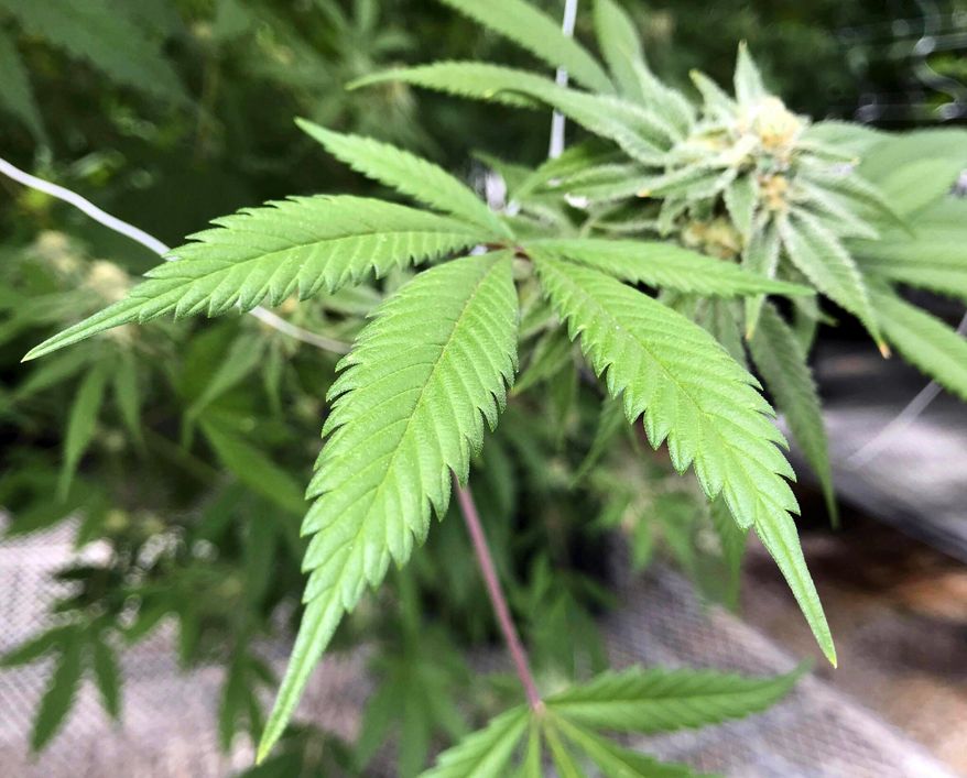 This April 6, 2018, file photo shows the leaves of a marijuana plant inside Ultra Health's cultivation greenhouse in Bernalillo, N.M. A bipartisan group appointed by New Mexico Gov. Michelle Lujan Grisham to study legalizing recreational marijuana in the state is holding its first public meeting Wednesday, Aug. 14, 2019. (AP Photo/Susan Montoya Bryan, File)