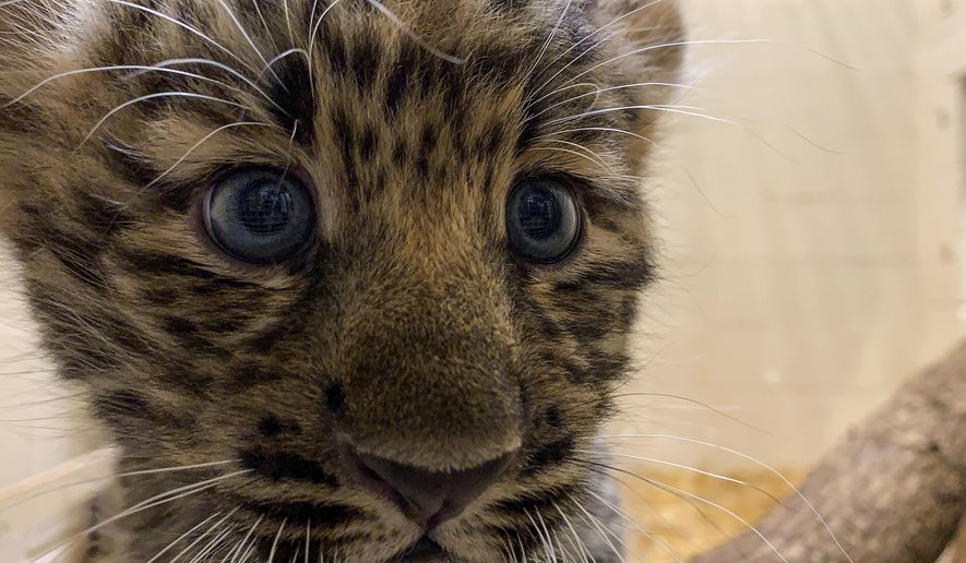 In this Monday, Aug. 12, 2019 photo provided by the Rosamond Gifford Zoo, an Amur leopard cub plays in its private quarters at the Rosamond Gifford Zoo in Syracuse, N.Y. The leopards, which are native to eastern Russia and critically endangered, made their public debut on Wednesday, Aug. 14. (Courtesy of the Rosamond Gifford Zoo via AP)