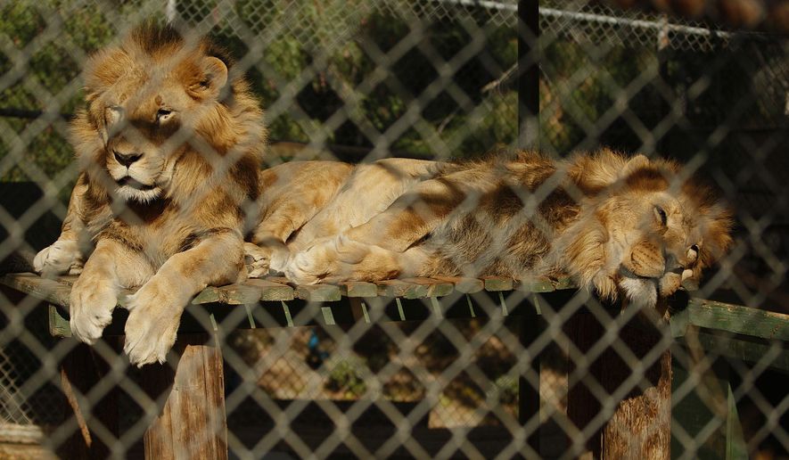 FILE - In this Dec. 1, 2011 file photo shows Leo Zaire, right, and Katunga, right, African lions at the Wildlife WayStation in the Angeles National Forest. Nearly 500 animals including lions, tigers, alligators and wolves will get new homes after officials announced the long-struggling sanctuary is shutting down. The Los Angeles Times reported Tuesday, Aug. 14, 2019, that The board of directors of the Wildlife Waystation in the Angeles National Forest voted this week to close after 43 years. (Gary Friedman/Los Angeles Times via AP)