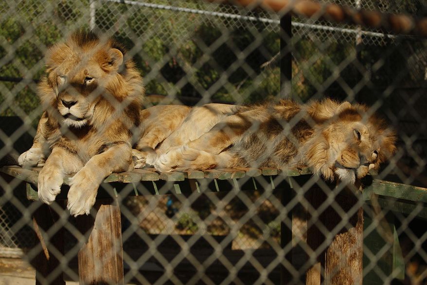 FILE - In this Dec. 1, 2011 file photo shows Leo Zaire, right, and Katunga, right, African lions at the Wildlife WayStation in the Angeles National Forest. Nearly 500 animals including lions, tigers, alligators and wolves will get new homes after officials announced the long-struggling sanctuary is shutting down. The Los Angeles Times reported Tuesday, Aug. 14, 2019, that The board of directors of the Wildlife Waystation in the Angeles National Forest voted this week to close after 43 years. (Gary Friedman/Los Angeles Times via AP)