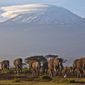 In this file photo of Monday, Dec. 17, 2012, a herd of adult and baby elephants walks in the dawn light as the highest mountain in Africa, Tanzania&#39;s Mount Kilimanjaro, is seen in the background, in Amboseli National Park, southern Kenya. (AP Photo/Ben Curtis, File)