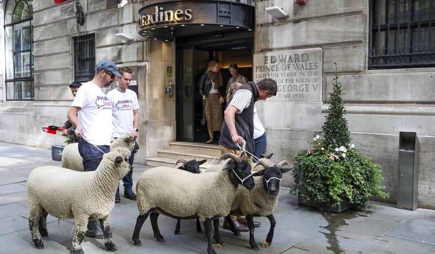 Demonstrators walk a flock of sheep through the streets as part of a protest against Brexit, in central London, Thursday, Aug. 15, 2019. Protestors are walking sheep past government buildings as part of 'Farmers for a People's Vote' to highlight the risk Brexit presents to livestock. (AP Photo/Vudi Xhymshiti)