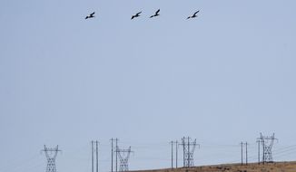 In this Wednesday, Aug. 14, 2019 photo, white pelicans take flight over power lines near the Hanford Reach National Monument near Richland, Wash. A handful of sites where the United States manufactured and tested some of the most lethal weapons known to humankind are now peaceful havens for wildlife, where animals and habitats flourished on obsolete nuclear or chemical weapons complexes because the sites banned the public and most other intrusions for decades. But Hanford, where the cleanup has already cost at least $48 billion and hundreds of billions more are projected, may be the most troubled refuge of all. (AP Photo/Elaine Thompson)