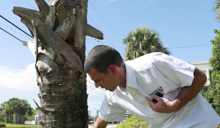 In this Wednesday, July 31, 2019, photo, Brian Bahder, assistant professor of entomology at the University of Florida, points to a cabbage palm tree that died from a lethal bronzing disease in Davie, Fla. Florida's iconic palm trees are under attack from a fatal disease that turns them to dried crisps within months with no chance for recovery once ill. Lethal bronzing is caused by a bacteria spread by a rice-sized insect. It has gone from a small infestation on Florida's Gulf Coast to a statewide problem in a decade. “Getting this disease under control is essential because it has the potential to drastically modify our landscape,” said Bahder. (AP Photo/Wilfredo Lee)