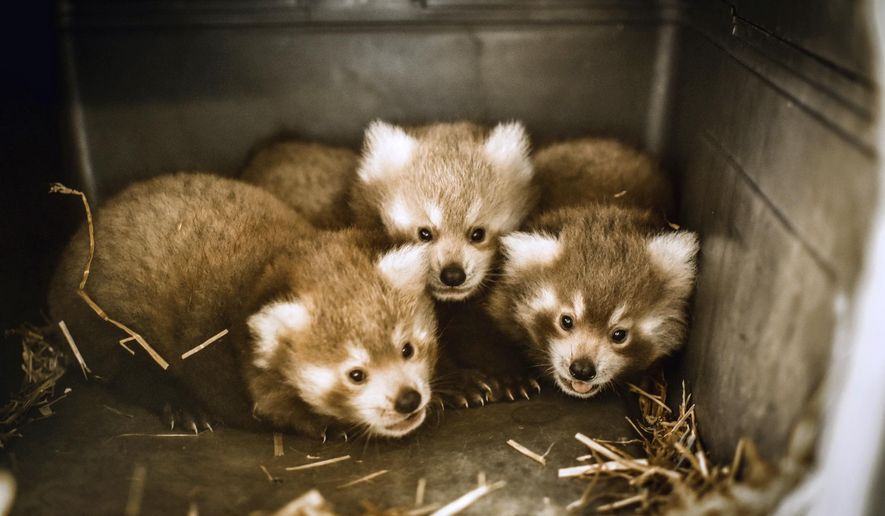 The Virginia Zoo in Norfolk has announced the birth of red panda triplets. The Virginia Zoo in Norfolk said in a statement Monday that the triplets were born two months ago and are thriving in a climate-controlled den that’s out of sight from the public. (The Virginia Zoo via AP)