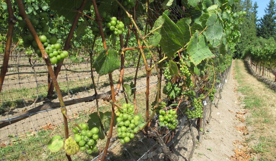 This Sept. 15, 2012 photo taken in a vineyard near Clinton, Wash., shows wine grapes maturing after their leaf canopy was stripped and netted, the latter to prevent the fruit from being eaten by birds. Grapevines should be pruned back each year during their dormant period, usually in February through March. (Dean Fosdick via AP)