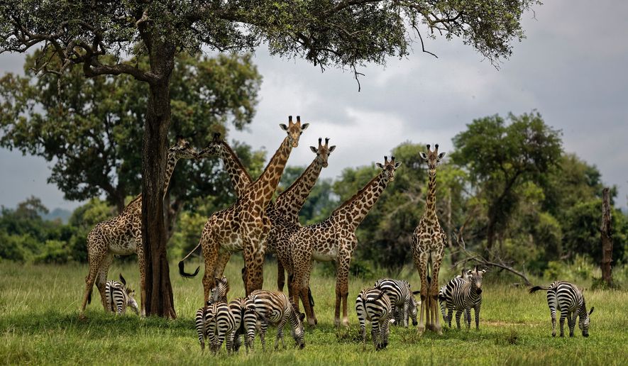 FILE - In this Tuesday, March 20, 2018 file photo, giraffes and zebras congregate under the shade of a tree in the afternoon in Mikumi National Park, Tanzania. An international conference on endangered species has agreed Thursday, Aug. 22, 2019, to protect giraffes for the first time, drawing praise from conservationists and scowls from some sub-Saharan African nations. (AP Photo/Ben Curtis, File)