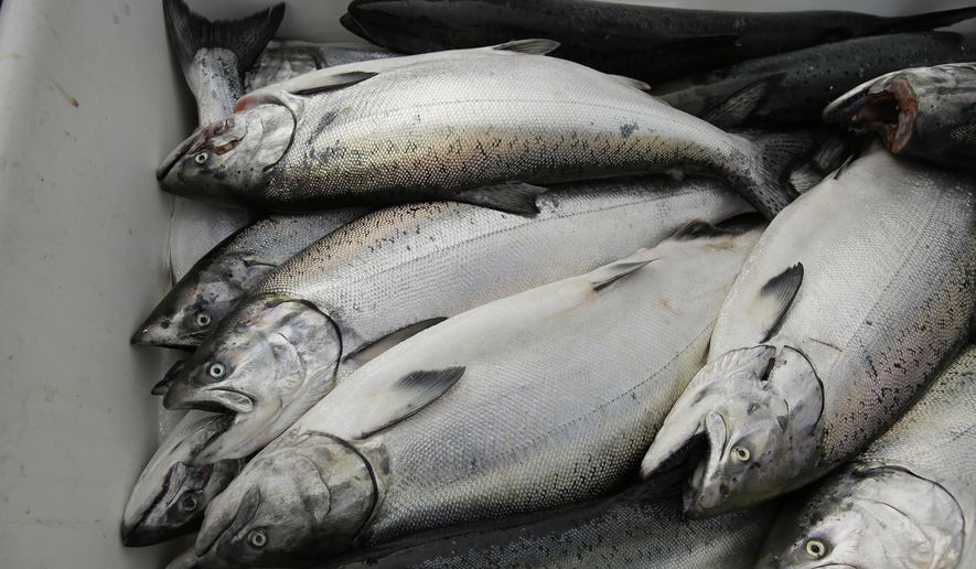 In this photo taken Monday, July 22, 2019, chinook salmon is seen after being unloaded at Fisherman&#x27;s Wharf in San Francisco. California fishermen are reporting one of the best salmon fishing seasons in more than a decade, thanks to heavy rain and snow that ended the state&#x27;s historic drought. It&#x27;s a sharp reversal for chinook salmon, also known as king salmon, an iconic fish that helps sustain many Pacific Coast fishing communities. (AP Photo/Eric Risberg)