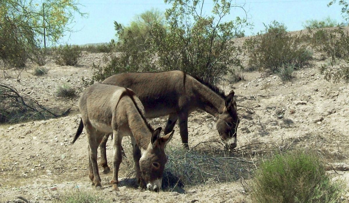 NextImg:Eleven feral burros found dead in Death Valley National Park