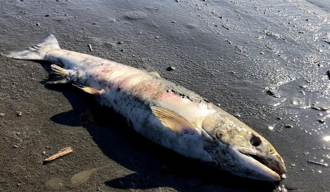 This July 2019 photo provided by Peter Westley shows carcasses of chum salmon lie along the shore of the Koyukuk River near Huslia, Alaska. Alaska scientists and fisheries managers are investigating the deaths of salmon that may be tied to the state&#x27;s unusually hot, dry summer. July was the hottest month ever recorded in Alaska. (Peter Westley, University of Alaska Fairbanks via AP)