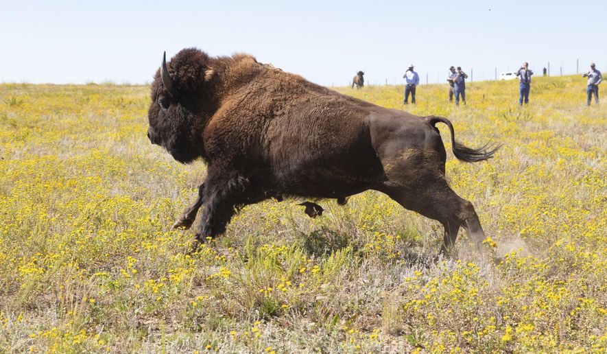 This Aug. 19, 2019 photo provided by the National Park Service shows bison from Yellowstone National Park being released on Montana&#x27;s Fort Peck Indian Reservation under a program that aims to reduce the shipment of bison to slaughter and establish new herds of the animals. (Jacob W. Frank/National Park Service via AP)