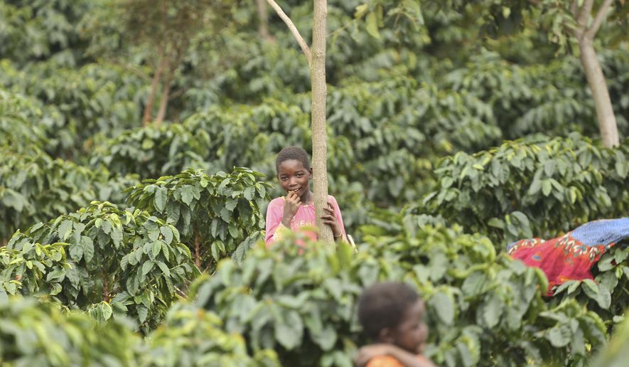 Children play in a coffee plantation in Mount Gorongosa, Mozambique in this Sunday, Aug. 3, 2019 photo. On the slopes of Mount Gorongosa, more than 100 farmers are producing coffee that earns them incomes while at the same time restores the rapidly eroding rainforest. With peace on the mountaintop there are plans to dramatically scale up coffee production, as part of Gorongosa National Park’s innovative plan to boost the incomes of people living around the park as well as revitalizing the environment. (AP Photo/Tsvangirayi Mukwazhi)