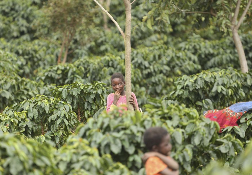 Children play in a coffee plantation in Mount Gorongosa, Mozambique in this Sunday, Aug. 3, 2019 photo. On the slopes of Mount Gorongosa, more than 100 farmers are producing coffee that earns them incomes while at the same time restores the rapidly eroding rainforest. With peace on the mountaintop there are plans to dramatically scale up coffee production, as part of Gorongosa National Park’s innovative plan to boost the incomes of people living around the park as well as revitalizing the environment. (AP Photo/Tsvangirayi Mukwazhi)