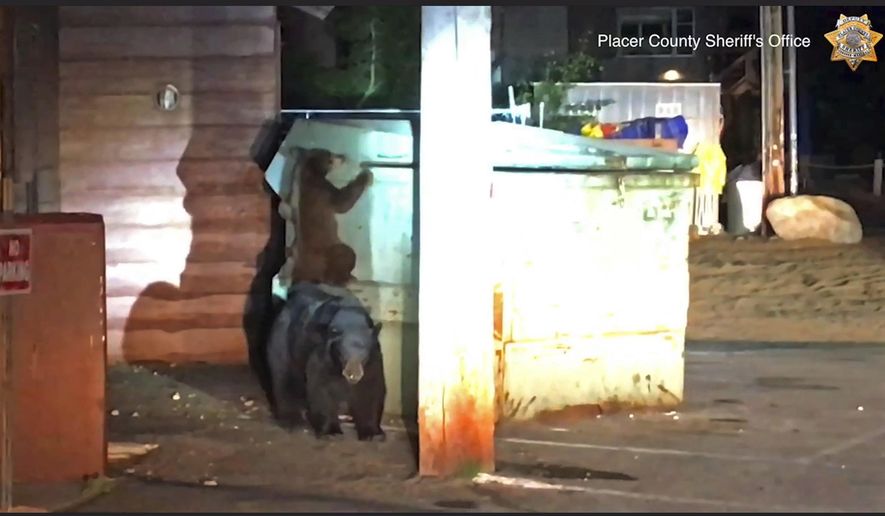 This Tuesday, Aug. 27, 2019 photo from video, first in a sequence, released by the Placer County Sheriff's Office, shows a bear cub and its mother as they attempt to enter a trash container outside a motel in Kings Beach, Calif., on the north shore of Lake Tahoe. Deputies in Northern California helped a wailing baby bear reunite with its family after the cub got stuck inside the container The bear cub can be heard crying from inside the metal container in video recorded by deputies. A deputy opened the container with a pole and put a ladder inside, allowing the bear to scamper out and rejoin its family. (Placer County Sheriff's Office via AP)